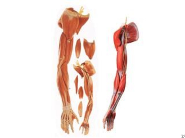 Jy A7006 Muscles Of Human Arm