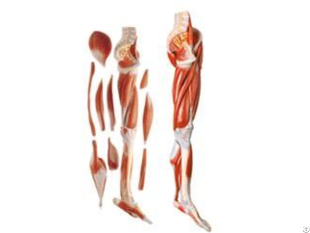Jy A7008 Muscle Of Human Leg