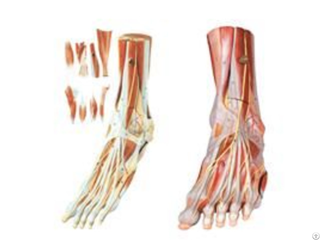 Jy A7009 Muscles Of Foot With Main Vessels And Nerves
