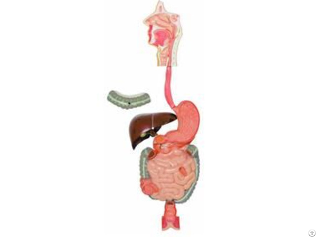 Jy A6078 Human Digestive System