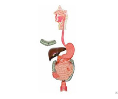 Jy A6078 Human Digestive System