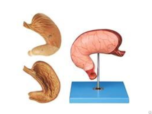 Jy A6079 Stomach Model