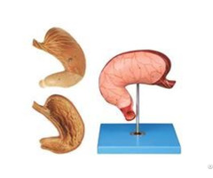 Jy A6079 Stomach Model