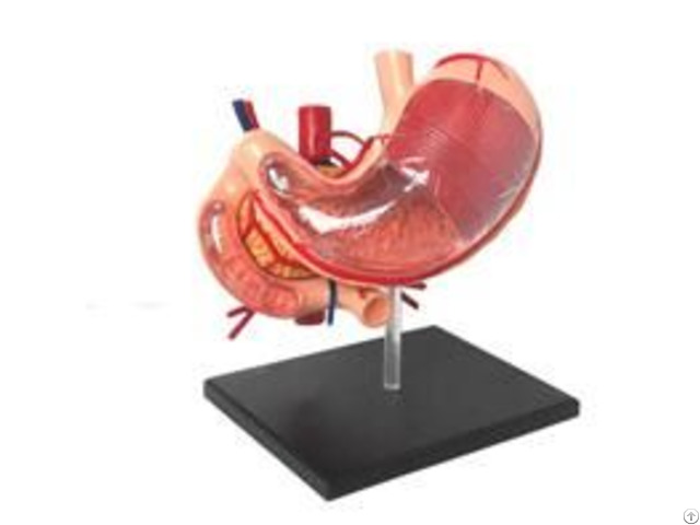 Jya6082 4d Stomach Model