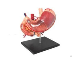 Jya6082 4d Stomach Model