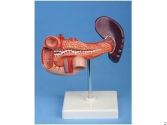 Jy A6084 Pancreas Duodenum And Spleen
