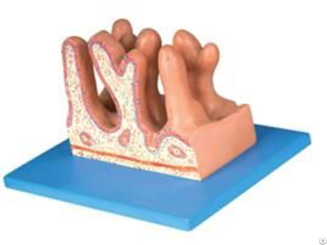 Jy A6086 Internal Surface Of Jejunum