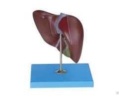 Jy A6088 Liver