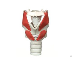 Jy A6006 Functional Model Of Larynx