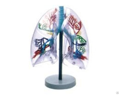 Jy A6009 Transparent Lung Segment Model