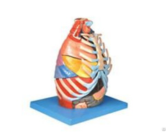 Jy A6013 Thoracic Cavity Model