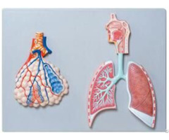 Jy A6015 Relief Model Of Respiratory System With Pulmonary Alveoli