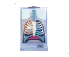 Jy A6017 Respiratory Movement Model