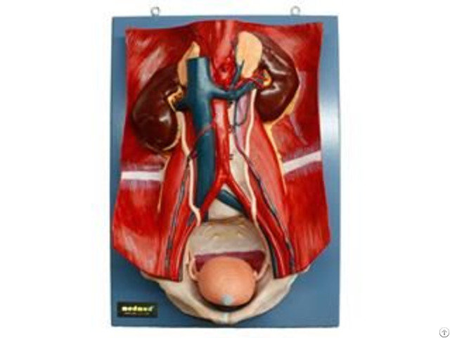 Jy A6095 Urinary System