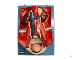 Jy A6095 Urinary System