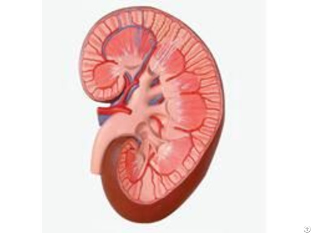Jy A6096 Kidney Model