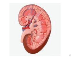 Jy A6096 Kidney Model