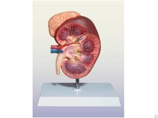 Jya6100 Kidney With Adrenal Gland