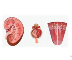 Jy A6101 Kidney Nephron And Glomerulus