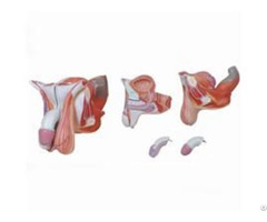 Jy A6108 Male Genital Organs