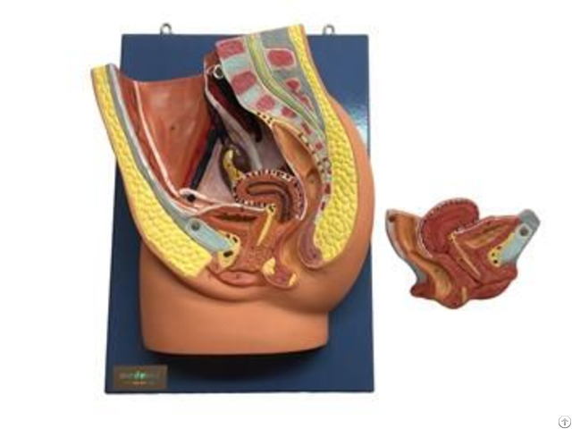 Jy A6110 2 Median Section Of Female Pelvis