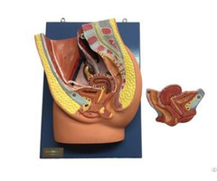 Jy A6110 2 Median Section Of Female Pelvis