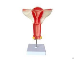 Jy A6112 Female Interal Genital Organ