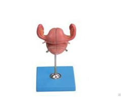 Jy A6116 Anatomical Uterus