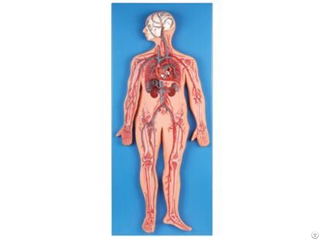 Jy A6018 Circulatory System Model