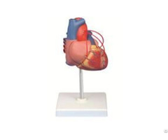 Jy A6025 Heart Model