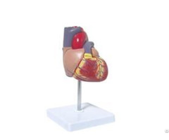 Jy A6026 Heart Model Life Size