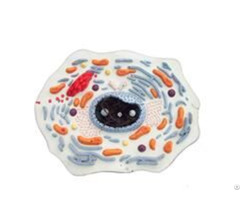 Jy A6048 Animal Cell Model