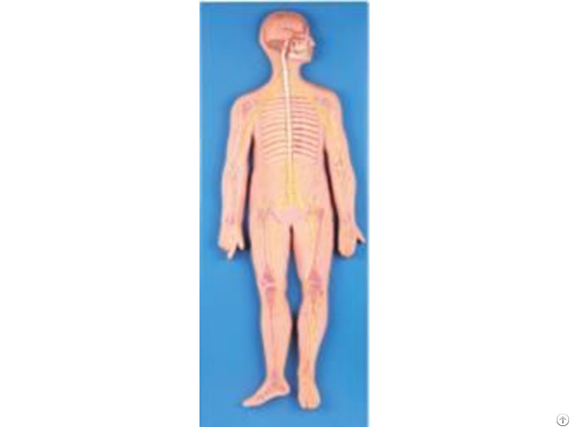 Jy A6049 Nervous System