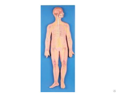 Jy A6049 Nervous System