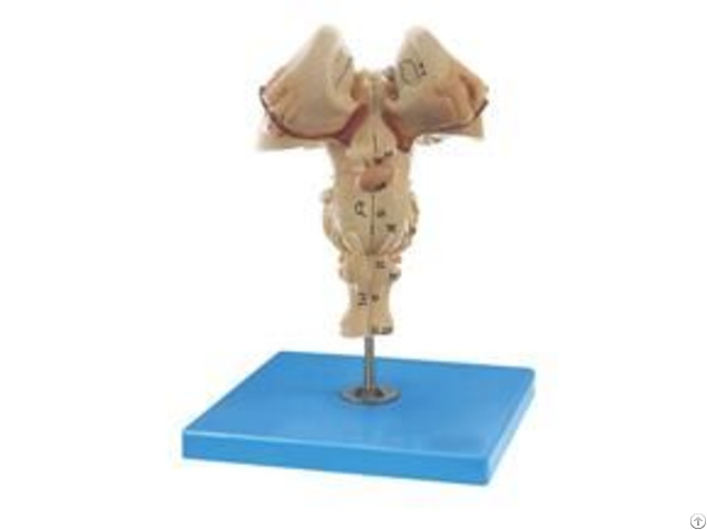 Jy A6076 Brainstem