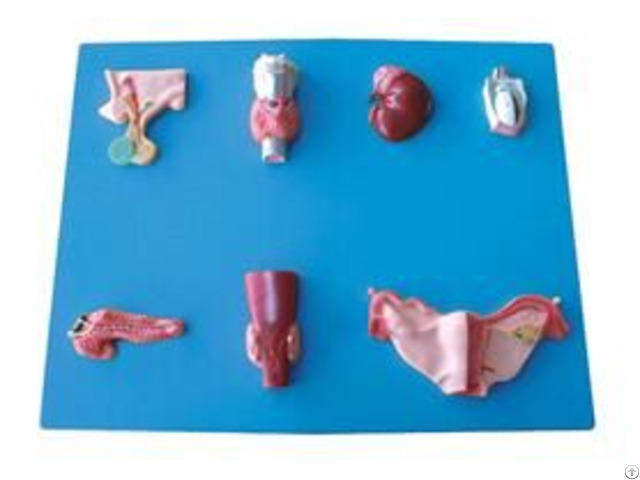 Jy A6122 Endocrine Organ Model