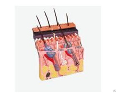 Jy A6127 Skin Section