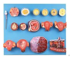 Jy A6132 Human Fertilization And Early Embryogeny