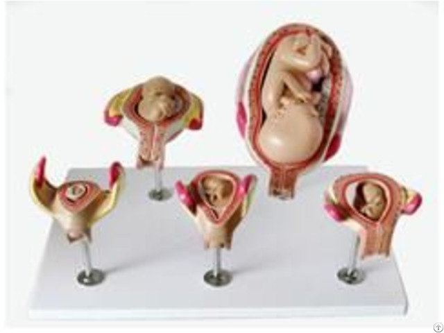 Jy A6135 Fetus Development Model