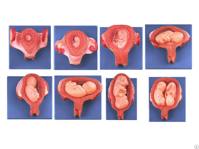 Jy A6137 Embryonic Development