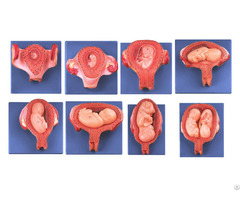 Jy A6137 Embryonic Development