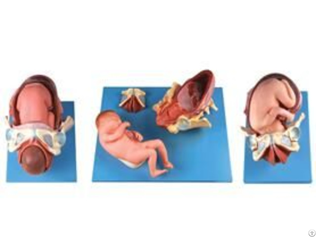 Jy A6140 Demonstration Model Of Childbirth