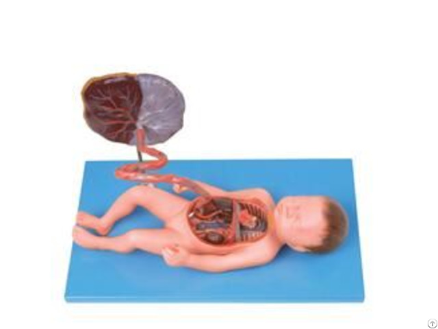 Jy A6142 Fetal Circulatory System