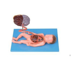 Jy A6142 Fetal Circulatory System