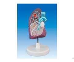 Jya4015 Pulmonary Pathological Model