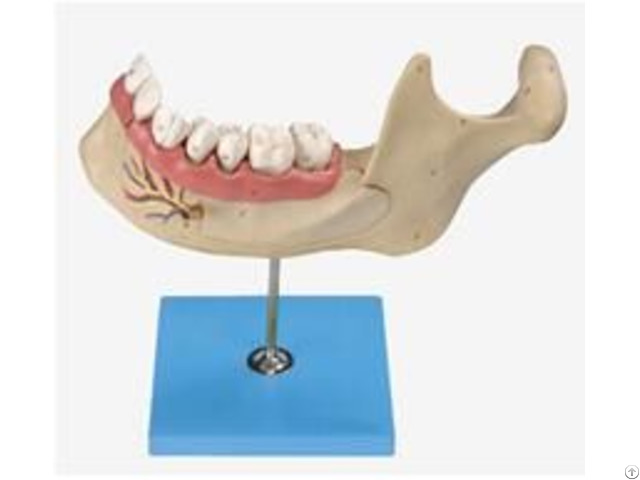 Jy B10003 Lower Jaw Of 18 Year Old