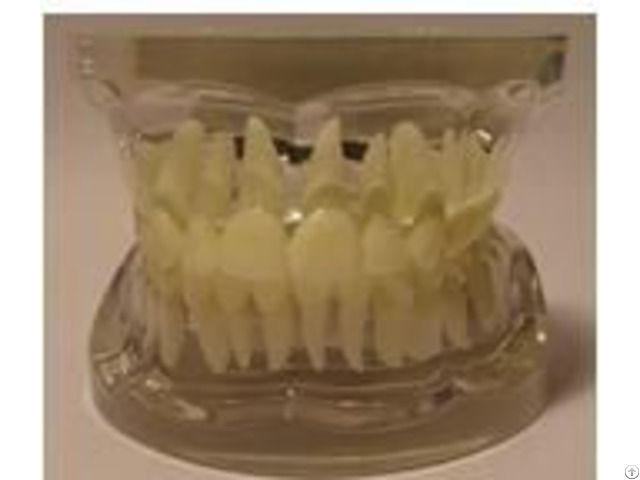 Jy B10010 Transparent Adult Teeth Model