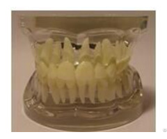 Jy B10010 Transparent Adult Teeth Model