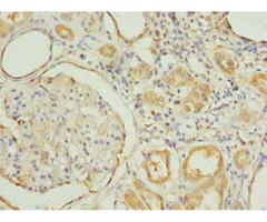 Rnf31 Antibody