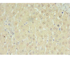 Mrm3 Antibody